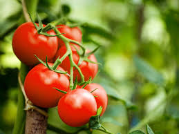 Tomate
